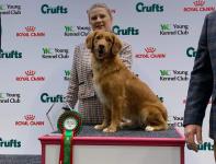 1st Gundog Handling 18-24 years