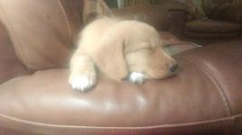 Luna at home